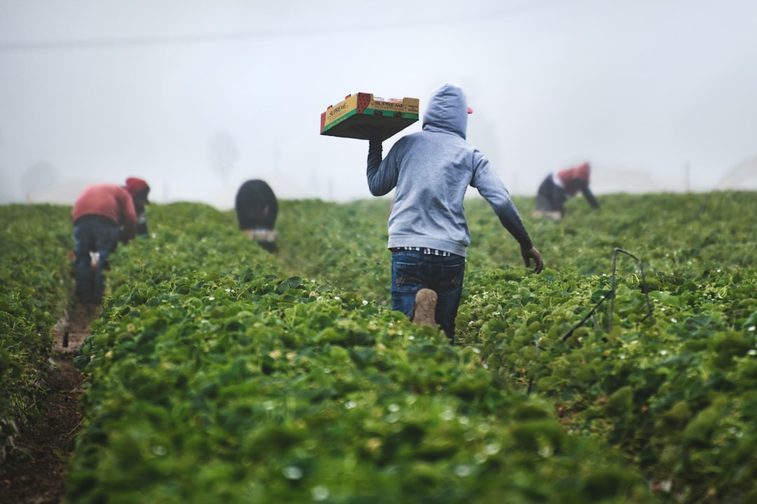 IFAD Climate Finance Versus the Food Emergency: A Widening Gap